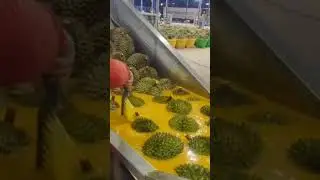 The process of dipping durian fruit uses special water but remains safe for the fruit.