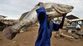 FISHING ADVENTURE in LAKE VICTORIA KENYA. Marine life.