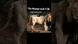Dreadlock the monster 🔥☠️#Mapogo#Lion#Wildlife #Makhulu #BigCats #Documentary #AnimalKingdom #Nature