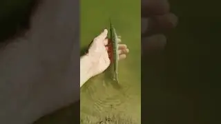 Baby alligator gar release cutest thing ever 😫