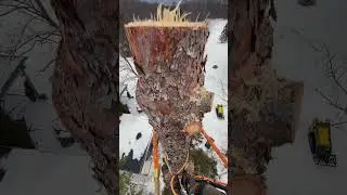 Snowy Spruce Climb