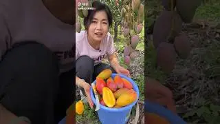 mango 🥭#mango #fruit #shorts