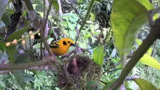 Golden Tanagers (Tangara arthus) tending their nestling - PNN Tatam&aacute;, Colomba