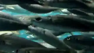Рыбы