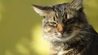 Cats and kittens beautiful scenes 4K Quality HD Animal pootag Cat 🤣 video#funnycats #cat#funnycats