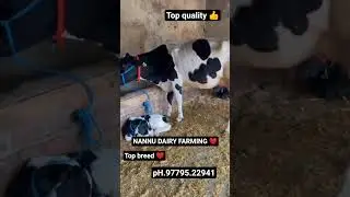 NANNU DAIRY FARMING ❤️#andhra #jammukashmir #maharashtra #srinagar #Tamil Nadu#kerala Kerala#bihar