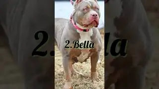 Top 5 pitt bull female popular names #pets #pitt #pittbull