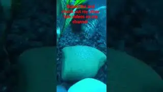 Fish Eggs Hatching. Blue Acara cichlid eggs hatch. Eggs - Fry. Successful cichlid Breeding baby fish