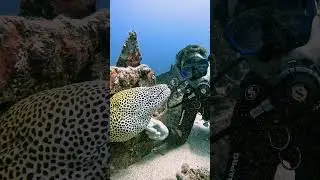 The Most BEAUTIFUL Eel in The World #animalinteractions #eel #shipwreck #ocean #adventure #leopard