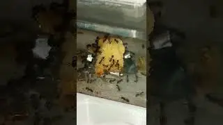 European fire ants eating cake 🍰 #antloveforever #antsinvasion #fireants #ants