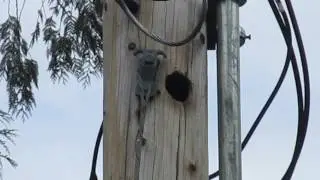 Starling Nest in a Power Pole