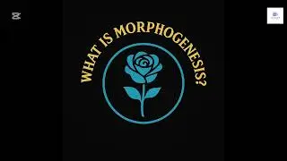 Morphogenic Politics - episode 1, What Is Morphogenesis