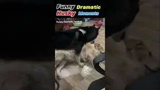dramatic husky 😂#shorts #shortsfeed #shortvideo #youtubeshorts #youtubevideo #husky #dog #funny