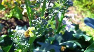 CU_Bee.mov