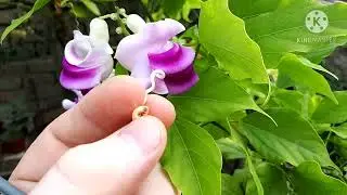 Вигна Каракалла.Опыление и образование стручка с семенами