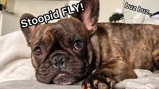 Dog Can&rsquo;t Sleep because Of Annoying FLY