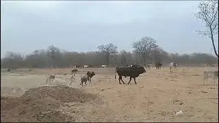 Gau Sewa Samiti Rattewal video dt.10-03-2024