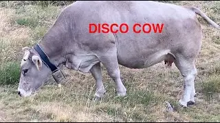 DISCO COW