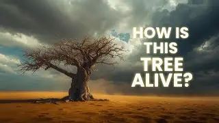 Bahrain&rsquo;s 400-Year-Old Desert Miracle | Bahrain&rsquo;s Tree of Life Mystery | 