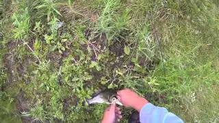 Frog that Bank!
