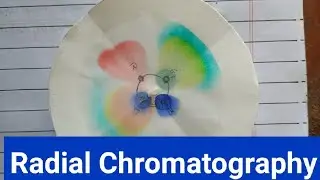 Radial paper chromatography Experiment | Seperation of inks by radial chromatography | #experiment