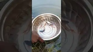 new fish update viral village fish farm #viral#fish#farning#update#fishfarmingvideo#fishingvideo