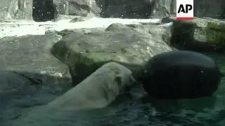 Alaska Zoo helps polar bear conservation efforts
