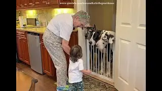 Gentle Giant Great Danes Politely Greet Their 19 Month Old Canadian Niece