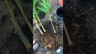 HOW TO GROW KING PALM!!
