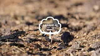Samurai cotton project 2023 始動‼︎