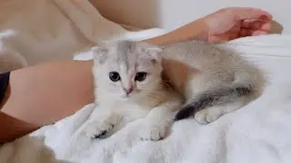 A spoiled kitten sleeps with its owner until morning.