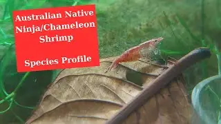 Australian Native Ninja/Chameleon Shrimp - Species Profile