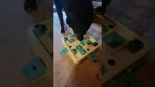 Elderly Dog Loves New Toy - Link in description