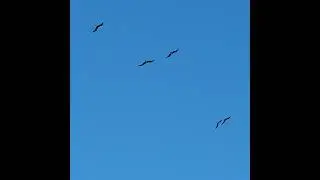 Большой фрегат завис в небе над Венесуэлой. A large frigate hovered in the skies over Venezuela.