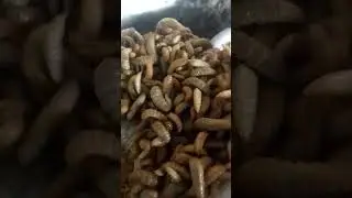 ulat magott mencarii berkah