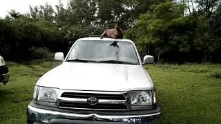 Day 13: Goats like to sit on top of things!