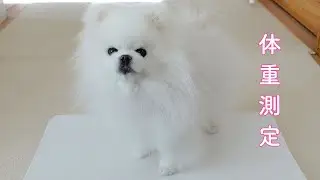 愛犬ポメラニアンが年末年始に暴飲暴食した結果…