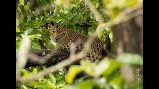 Hunting Leopard #shorts Full video see @Hkk Nature Lover
