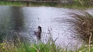 Schwarzer Schwan