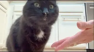 The Best Cat Treats | Catit Creamy Lickable Cat Treat Review | Healthy Hydrating Snacks for Cats