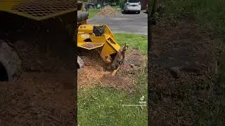 Rayco Rg55 t eating well ! Stump Removal. #stumpgrinding