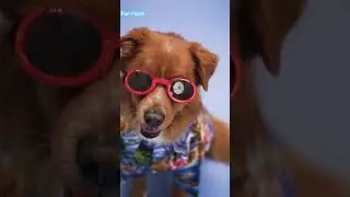 Funny Dog's teeth brushing Video #Shorts