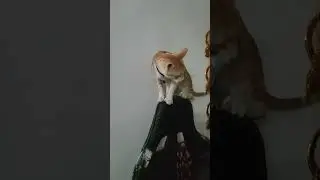 #shortvideo #viralvideo #hindisong #cute #trendingvideo #simmba #bollywood