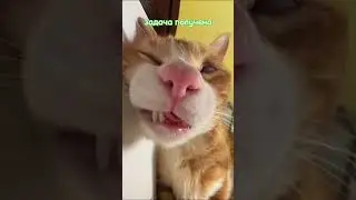 💤 База, приём! Кот уснул на дежурстве