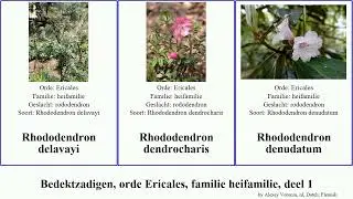 Bedektzadigen, orde Ericales, familie heifamilie, deel 1 rhododendron grande grote angiosperms