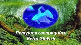 Петушок Светящийся / Betta GloFish  #BettaGloFish#ПетушокGlo#петушоксветящийся#Глофиш