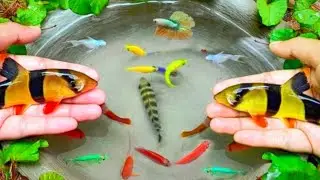 Catch beautiful aquarium fish in small pond baby turtles, eels, red carp, koi, nemo fish, #fish56