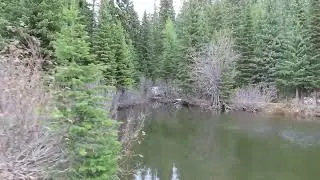 Oregon Sasquatch on Camera & Umatilla Bigfoot Video Investigation