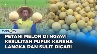 Petani Melon Di Ngawi Kesulitan Pupuk Karena Langka dan Sulit Dicari