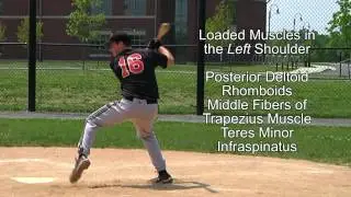 2/12. Arm & Shoulder Movement. Load Phase Muscles. Baseball Swing Mechanics